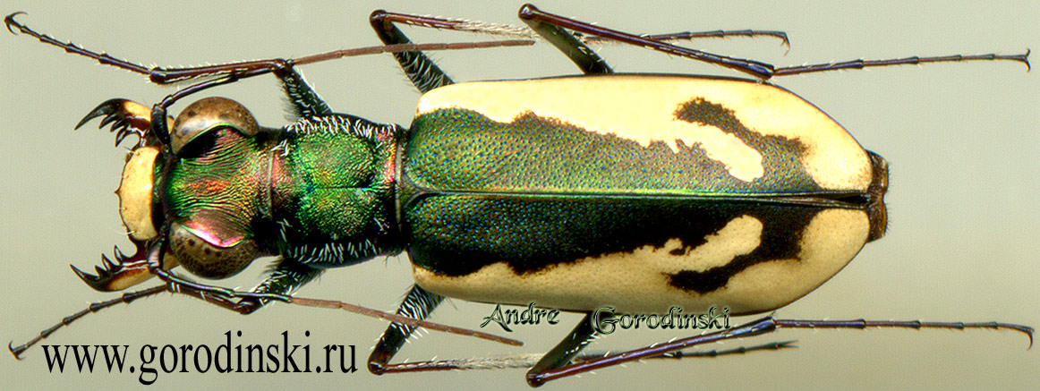 http://www.gorodinski.ru/cicindela/Cephalota schrenki schrenki.jpg